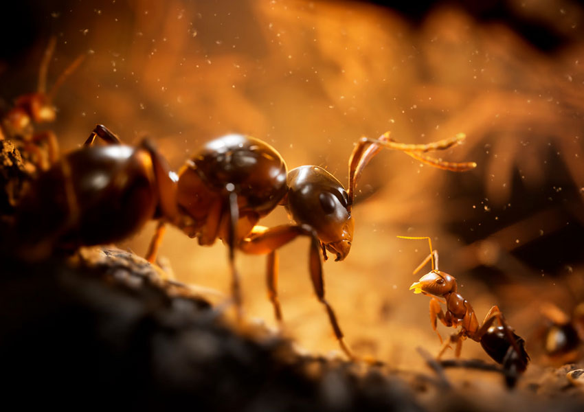 Empire of the Ants: el llamativo videojuego sobre colonias de hormigas roza el fotorrealismo